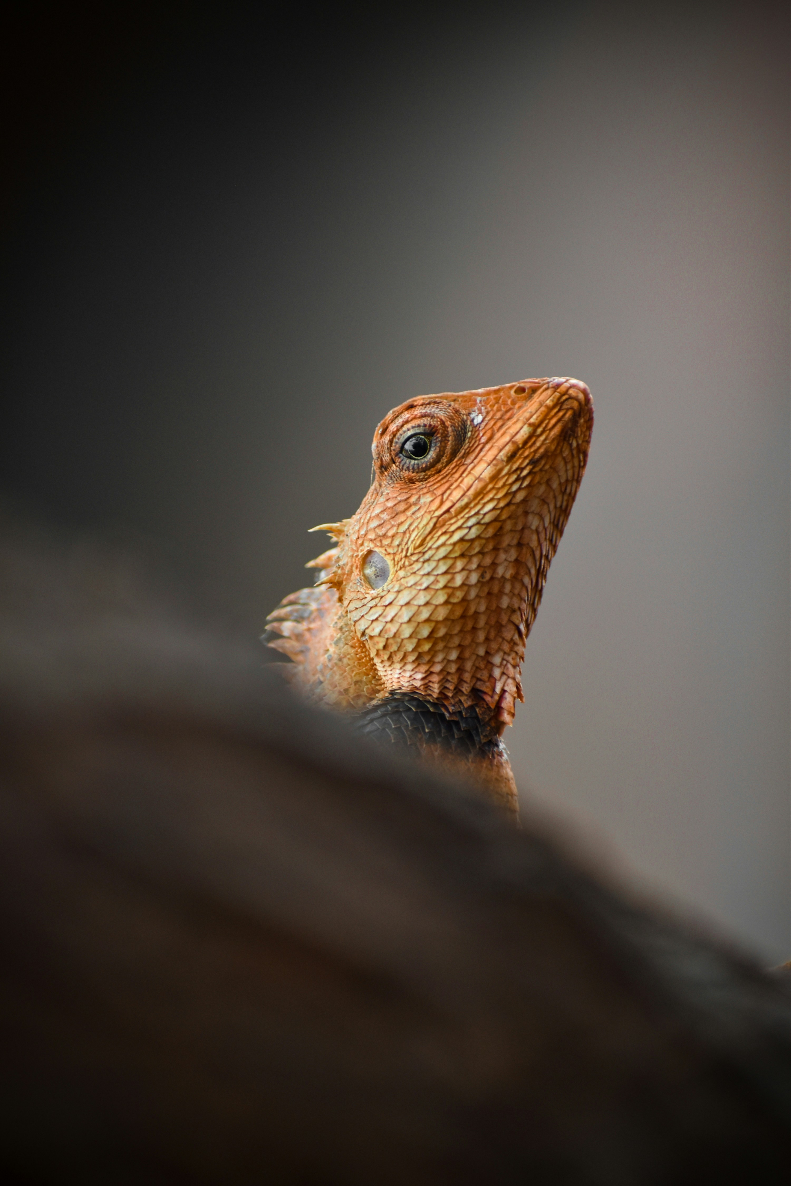 Exotic animal