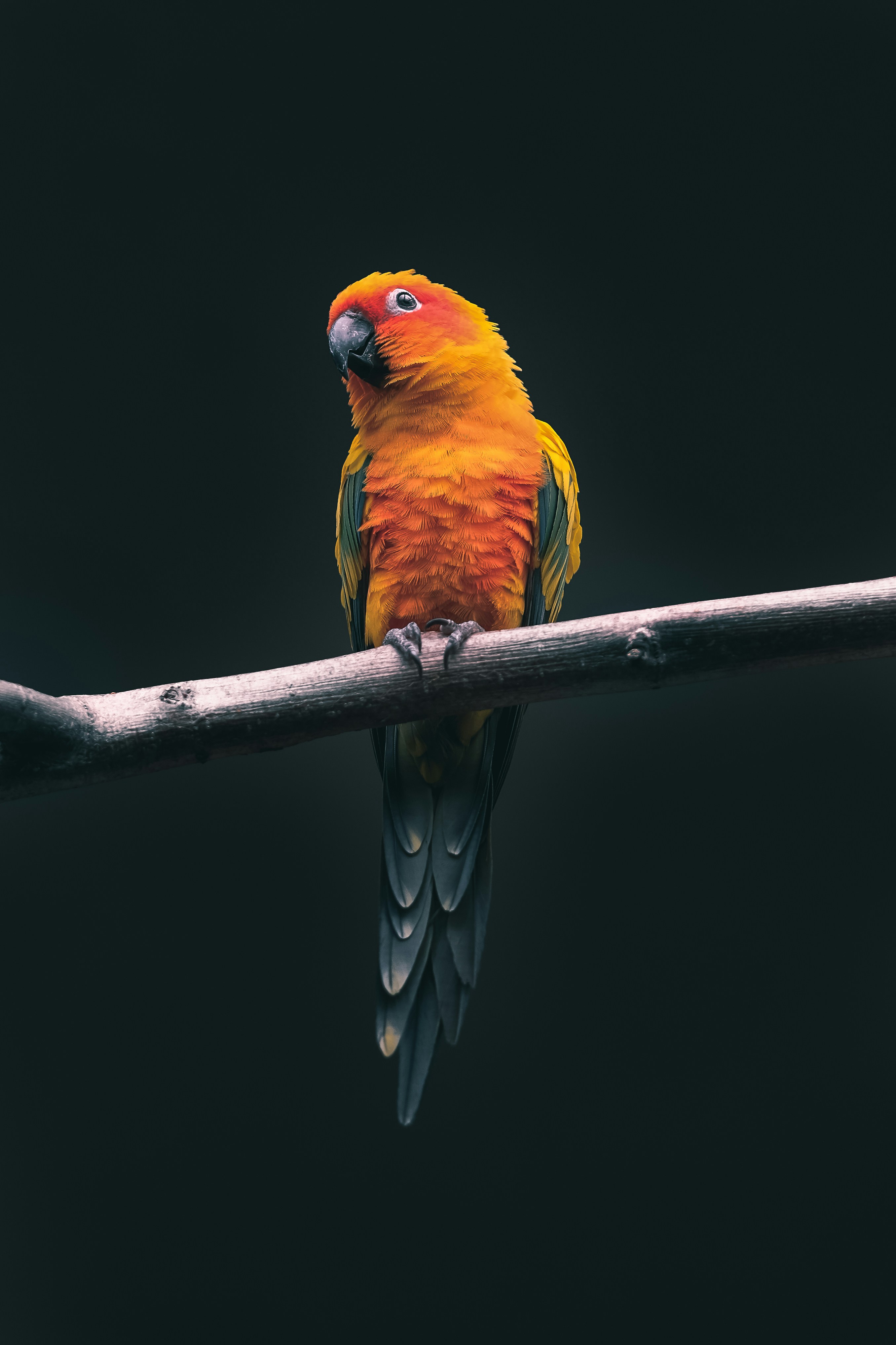 Exotic animal