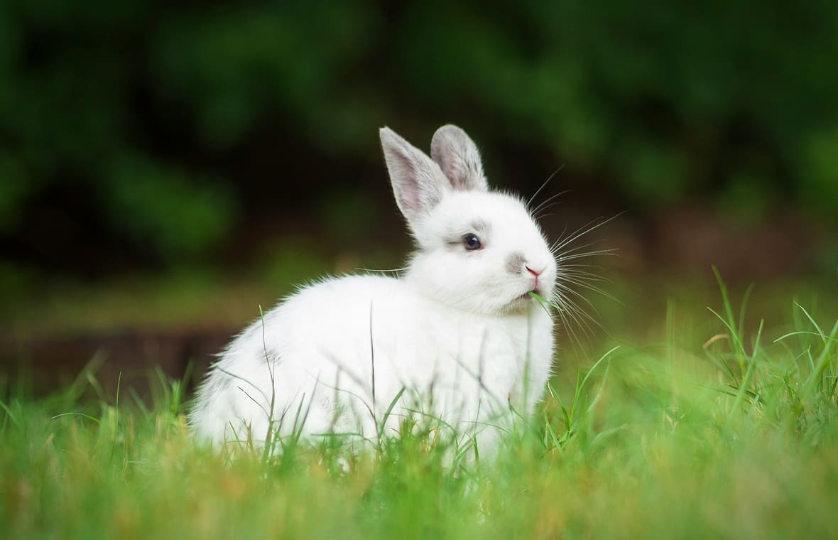 うさぎ