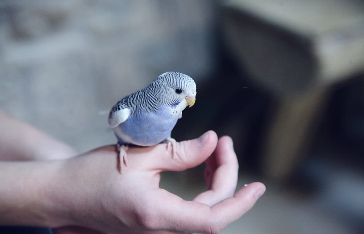 鳥