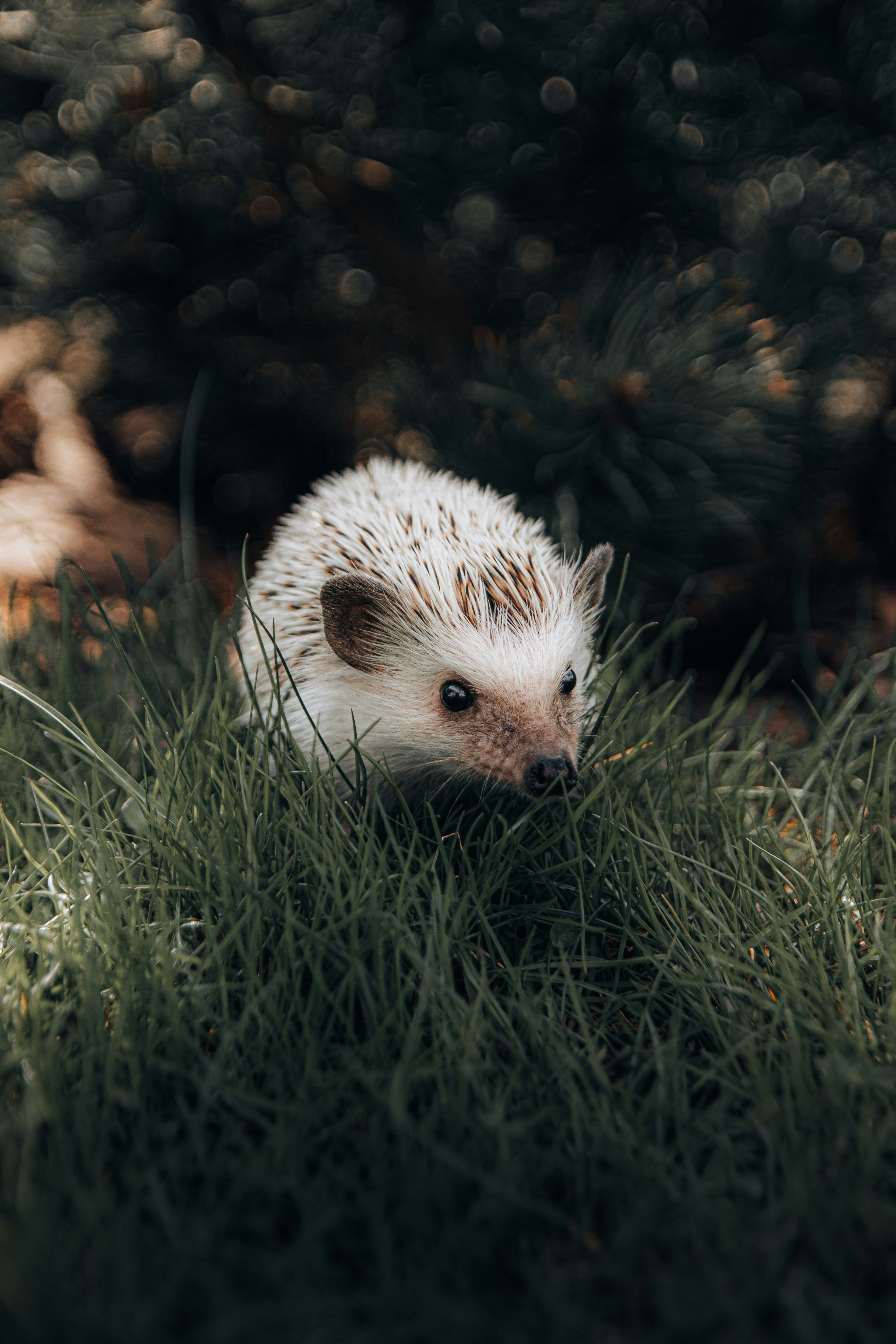 Exotic animal