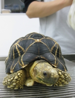 温浴の症状